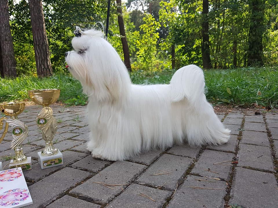 38474957_10204638879290029_2326104023511334912_n