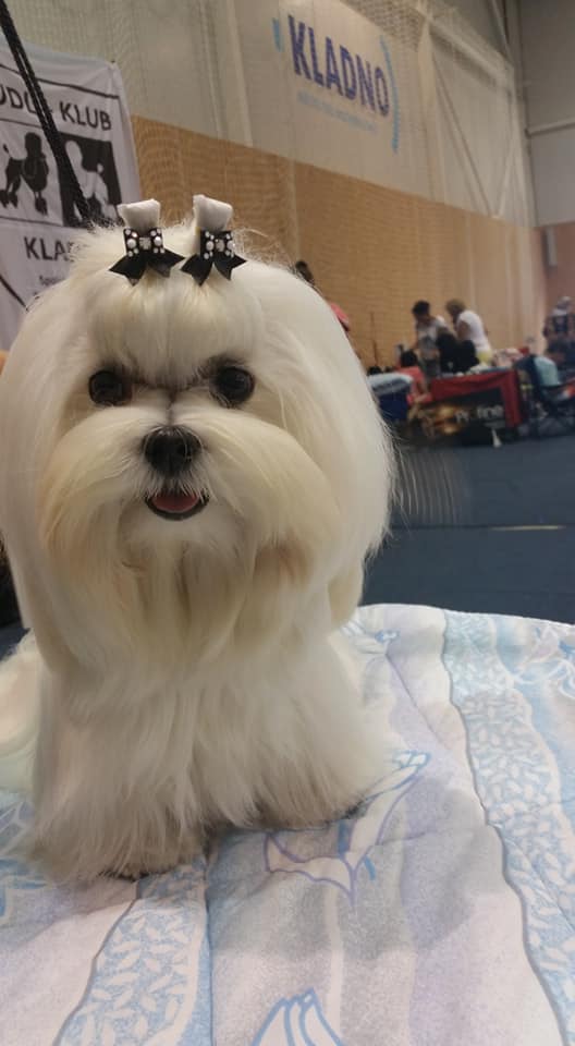 38500995_10204638880650063_5572224487463583744_n