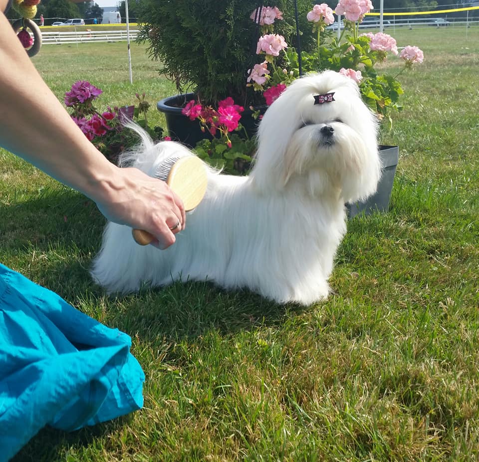 37183201_10204572981282620_7465252651983175680_n