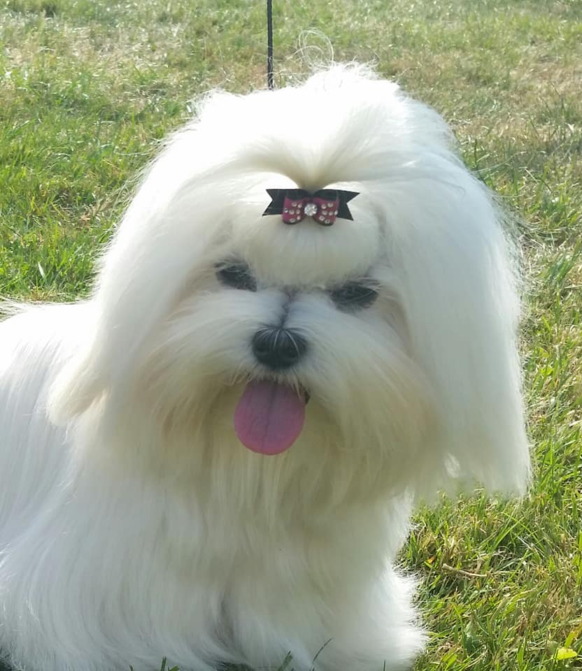 37196231_10204572980962612_1609485616322445312_n