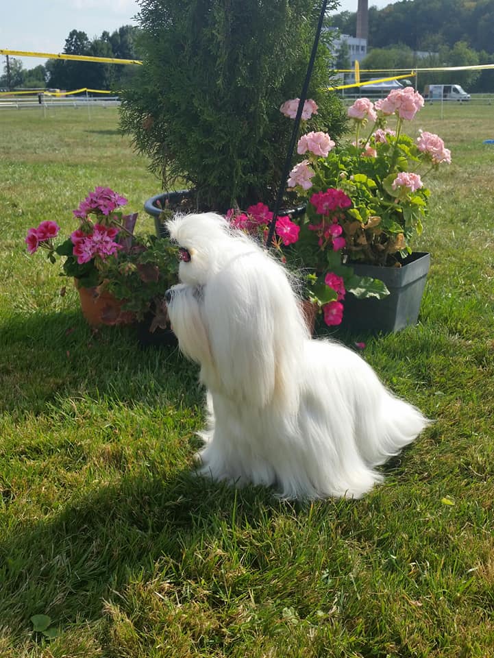 37197248_10204572982042639_5876378459160182784_n