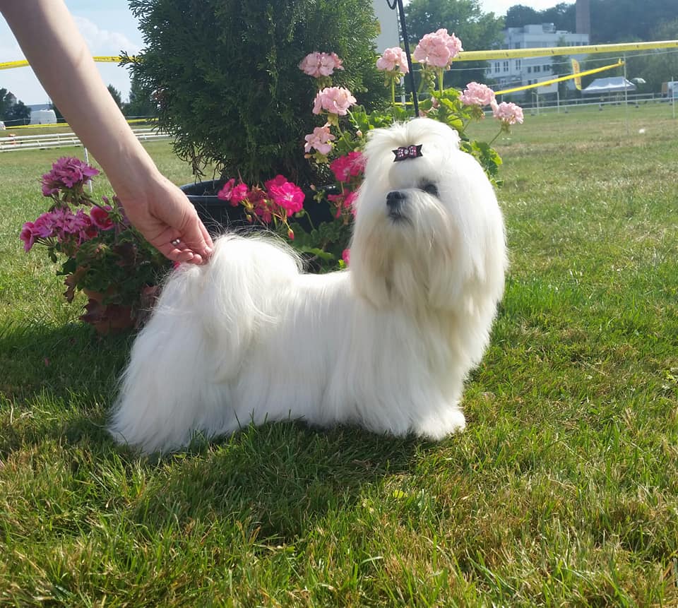 37200309_10204572981722631_7946684306515034112_n