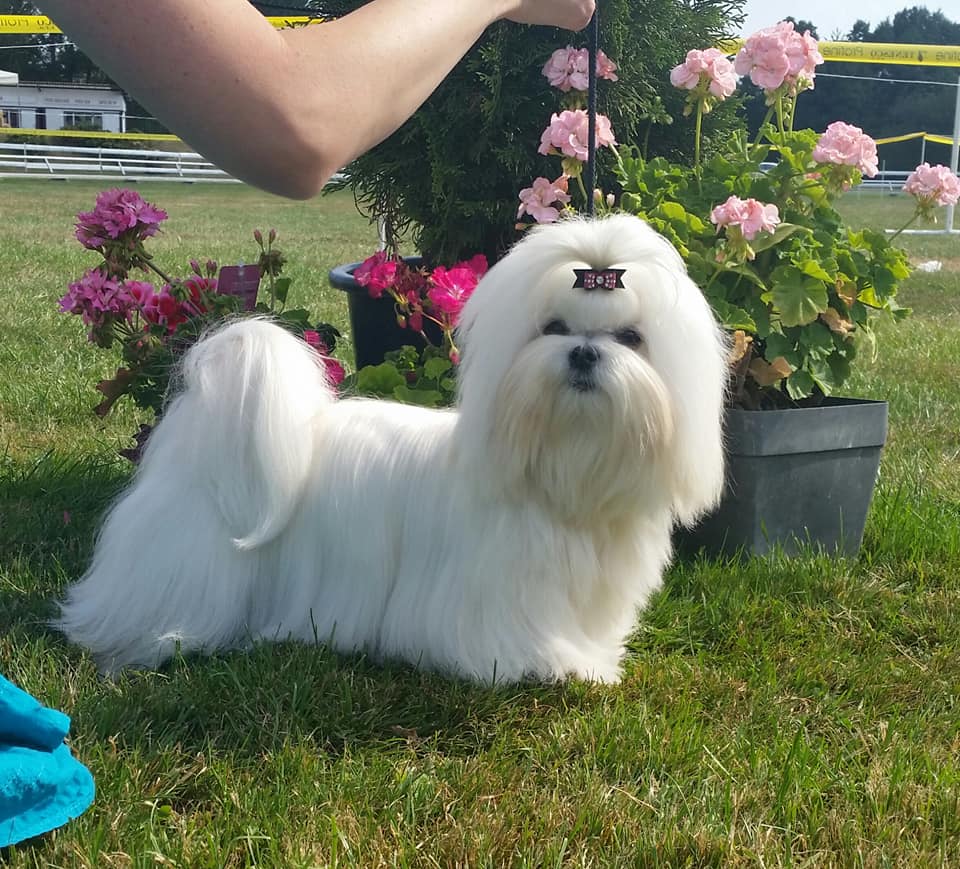 37271065_10204572980002588_3603832012110036992_n