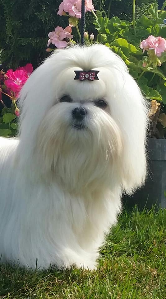 37292438_10204572980402598_5497653731967107072_n