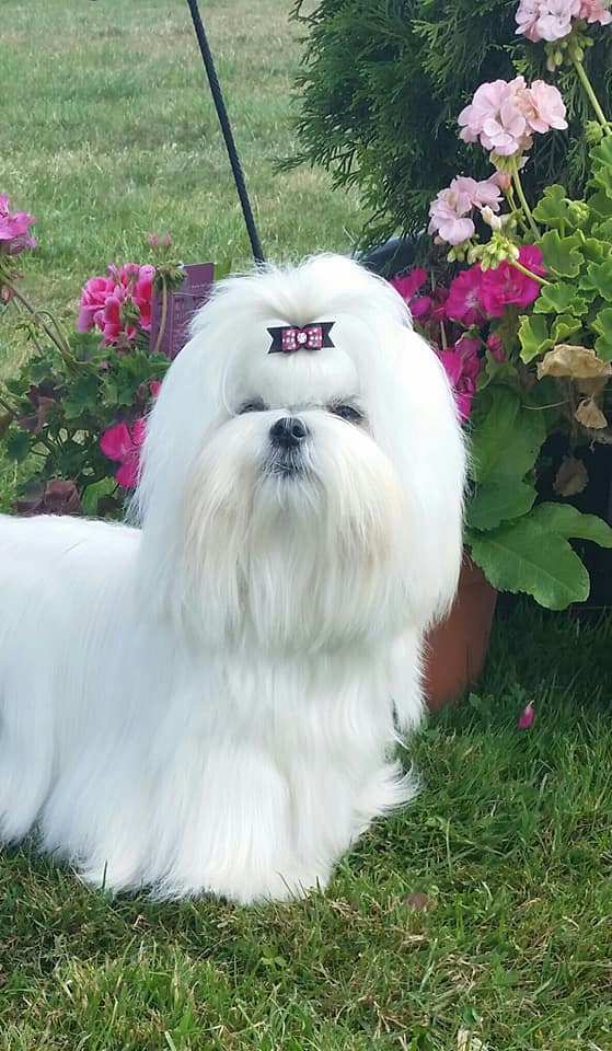 37307383_10204572978282545_9118163583123849216_n