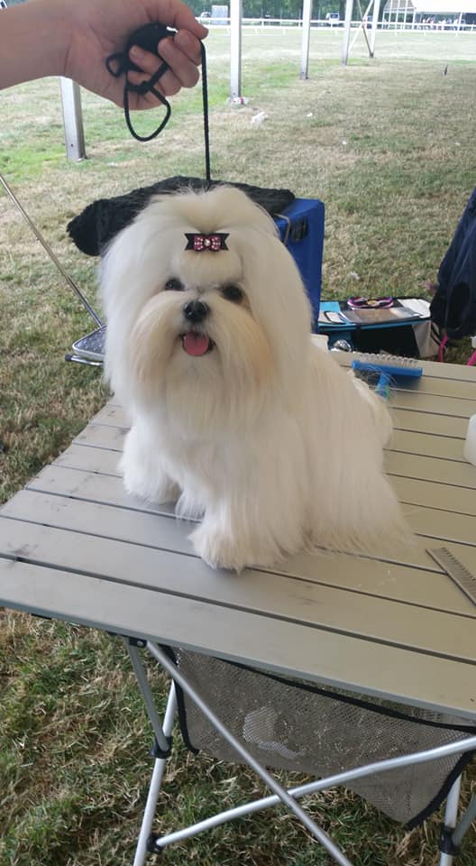 37312711_10204572983002663_1849640950356246528_n